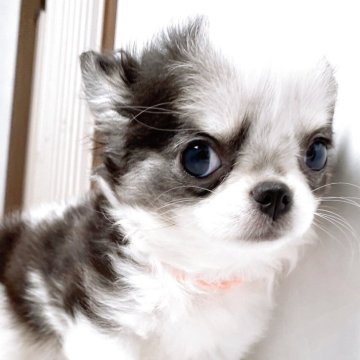 チワワ(ロング)【山口県・女の子・2025年5月26日・ブラック&ホワイトパーティ】の写真「おっとりマイペースなところがたまらなく愛おしい♡」
