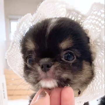 チワワ(ロング)【山口県・男の子・2025年9月27日・トライカラー】の写真「マイペースな甘えん坊な男の子です💕」
