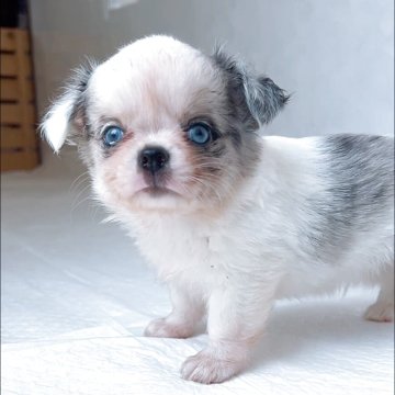 チワワ(ロング)【山口県・男の子・2025年7月4日・グレーマールパーティ】の写真「宝石のような瞳の綺麗な男の子です！」