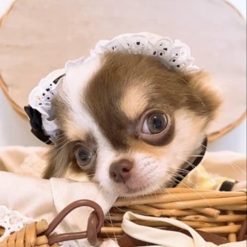 チワワ(ロング)【山口県・男の子・2025年6月26日・チョコ&ホワイト】の写真「澄んだ瞳と愛くるしい存在感で心を癒してくれます♡」