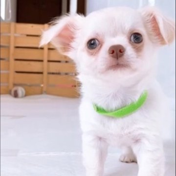 チワワ(ロング)【山口県・男の子・2025年5月23日・クリーム】の写真「甘えん坊な優しい男の子です♬」