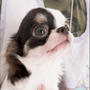 チワワ(ロング)【山口県・女の子・2025年5月28日・ブラック&ホワイト】の写真「右から見たお顔と左から見たお顔が違って可愛さも二倍」