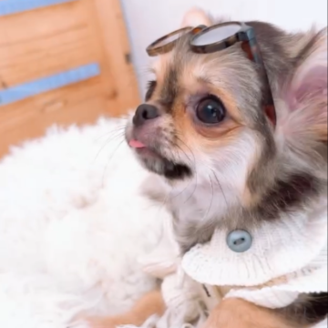 チワワ(ロング)【山口県・女の子・2025年7月11日・ブラッククリーム】の写真「人懐っこくて超癒し系女子です♬」