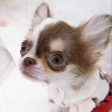 チワワ(ロング)【山口県・男の子・2025年6月26日・チョコ&ホワイト】の写真「澄んだ瞳と愛くるしい存在感で心を癒してくれます♡」