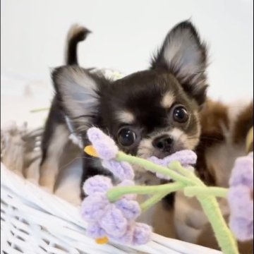 チワワ(ロング)【山口県・男の子・2025年7月29日・ブラックタン&ホワイト】の写真「とっても優しい男の子です♩」