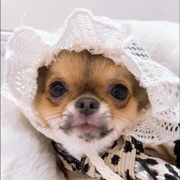 チワワ(ロング)【山口県・女の子・2025年7月11日・ブラッククリーム】の写真「人懐っこくて超癒し系女子です♬」