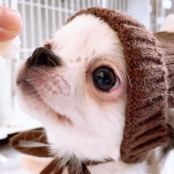 チワワ(ロング)【山口県・女の子・2025年5月28日・ブラックホワイトパーティー】の写真「人懐っこくて愛嬌たっぷりの女の子です♬」