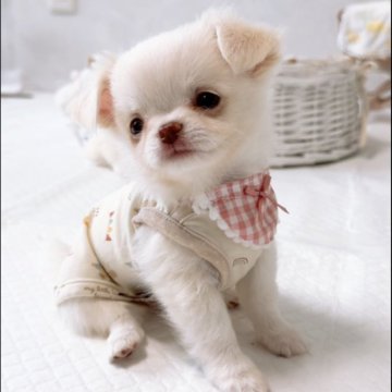 チワワ(ロング)【山口県・男の子・2025年9月27日・ホワイト&クリーム】の写真「たまらなく守ってあげたい男の子です🥹💕」