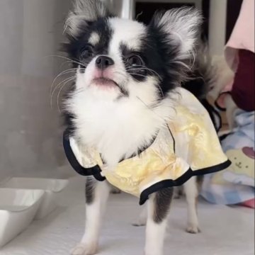 チワワ(ロング)【山口県・女の子・2025年3月13日・ブラック&ホワイト】の写真「極小確定！成犬時1～1.2Kg！超特選めちゃ可愛い」