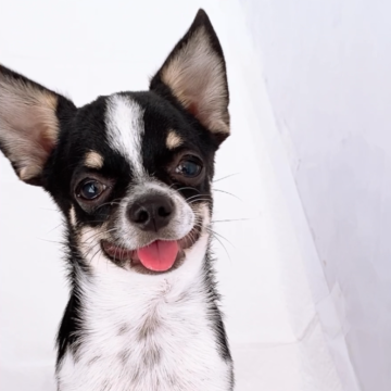 チワワ(スムース)【山口県・男の子・2025年6月14日・ブラッククリーム&ホワイト】の写真「ぎゅっと詰まったドワーフ体型♪短い足で歩く姿が自慢」