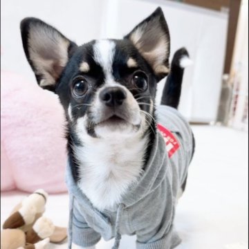 チワワ(スムース)【山口県・男の子・2025年6月14日・ブラッククリーム&ホワイト】の写真「食欲旺盛🎶元気な男の子♬」