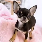 チワワ(スムース)