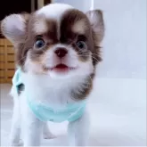 チワワ(ロング)