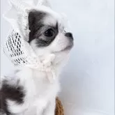 チワワ(ロング)