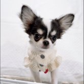 チワワ(ロング)