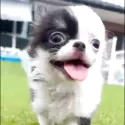 チワワ(ロング)