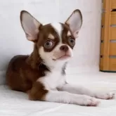 チワワ(スムース)