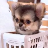 チワワ(ロング)