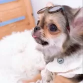 チワワ(ロング)