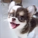 チワワ(ロング)
