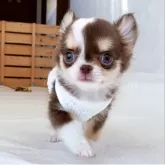 チワワ(ロング)