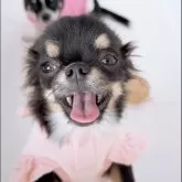 チワワ(ロング)