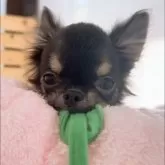 チワワ(ロング)