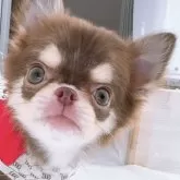 チワワ(ロング)【山口県・男の子・2025年5月28日・チョコタン&ホワイト】の写真1