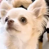 チワワ(ロング)