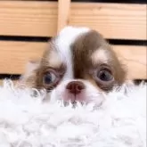 チワワ(ロング)