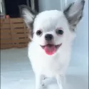 チワワ(ロング)