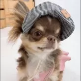 チワワ(ロング)【山口県・女の子・2025年5月27日・チョコクリーム】の写真1