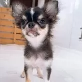 チワワ(ロング)
