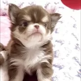 チワワ(ロング)