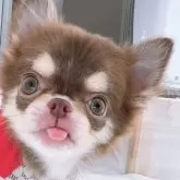 チワワ(ロング)【山口県・男の子・2025年5月28日・チョコタン&ホワイト】の写真2