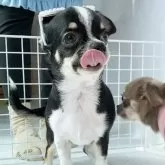 チワワ(スムース)【山口県・男の子・2025年6月14日・ブラッククリーム&ホワイト】の写真11