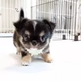 チワワ(ロング)【山口県・男の子・2025年9月27日・トライカラー】の写真9