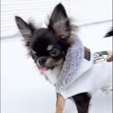 チワワ(ロング)【山口県・男の子・2025年5月28日・ブラックホワイト】の写真6