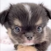 チワワ(ロング)【山口県・男の子・2025年9月27日・トライカラー】の写真10