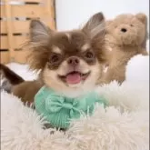 チワワ(ロング)【山口県・女の子・2025年5月27日・チョコクリーム】の写真6