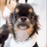 チワワ(ロング)【山口県・男の子・2025年5月28日・ブラックホワイト】の写真2