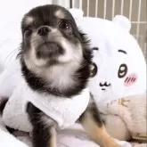 チワワ(ロング)【山口県・男の子・2025年7月29日・ブラックタン&ホワイト】の写真10