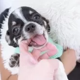 チワワ(スムース)【山口県・男の子・2025年6月14日・ブラッククリーム&ホワイト】の写真13