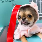 チワワ(ロング)【山口県・女の子・2025年7月11日・ブラッククリーム】の写真4