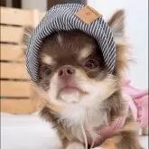 チワワ(ロング)【山口県・女の子・2025年5月27日・チョコクリーム】の写真3