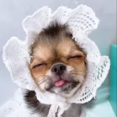 チワワ(ロング)【山口県・女の子・2025年7月11日・ブラッククリーム】の写真10