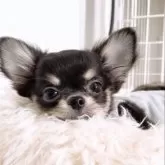 チワワ(ロング)【山口県・男の子・2025年7月29日・ブラックタン&ホワイト】の写真9