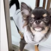 チワワ(ロング)【山口県・男の子・2025年5月28日・ブラックホワイト】の写真4