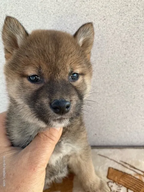 ID：2112-03855の子犬
