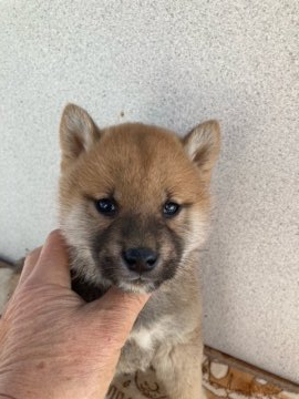 柴犬(標準サイズ)【大分県・男の子・2021年11月11日・赤】の写真「性格の良い男の子です」